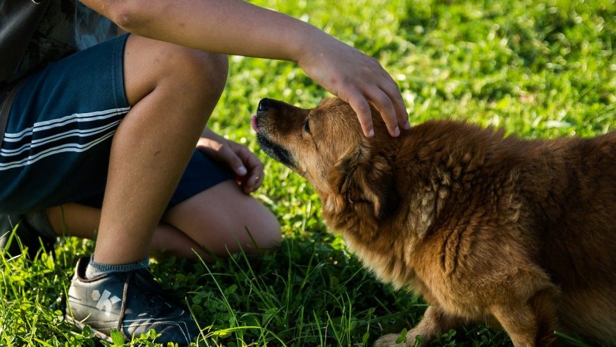 Un animal domestique pour tenir compagnie à votre enfant.