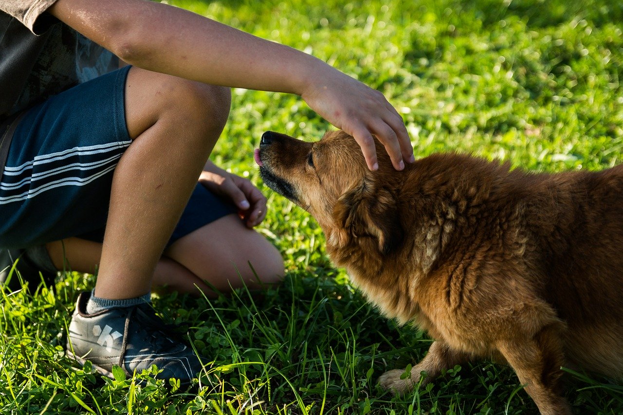 Un animal domestique pour tenir compagnie à votre enfant.